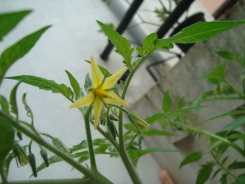 Tomato Flowers