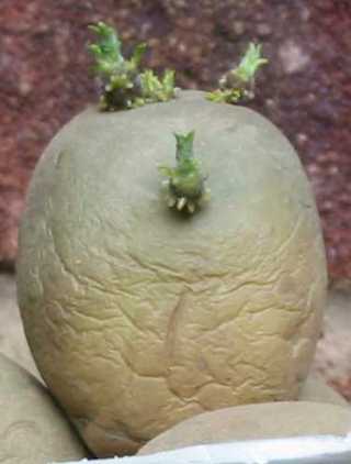 potato1_grow1a_mine_large