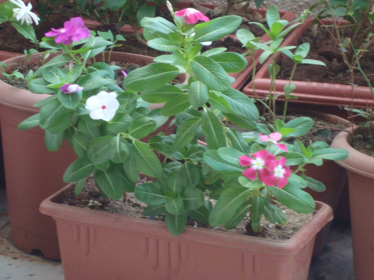 Vinca also called as periwinkle in English or Sadaphuli in Hindi at Reema's Garden