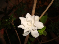 Gardenia Jasmine Flower at Reema's Garden shot during night time