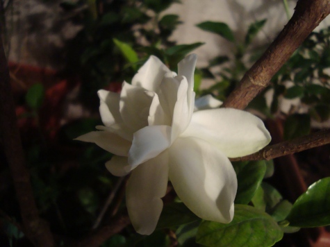 Gardenia Jasmine Flower at Reema's Garden.