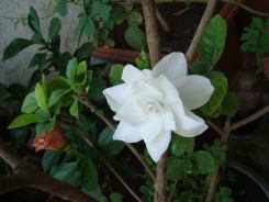 Gardenia Jasmine Flower at Reema's Garden.