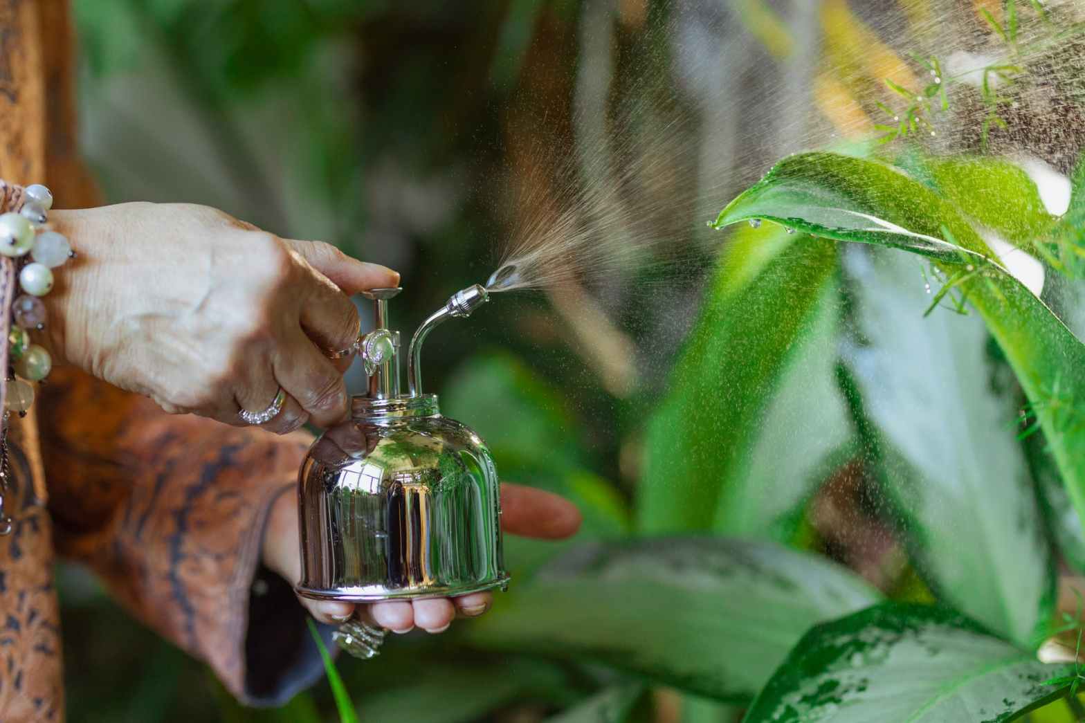 photo of person misting a plant