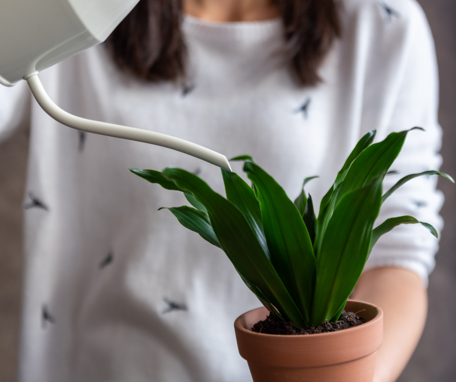 image of a woman holding potted plant in one hand and watering can in the other and she is watering the plant.